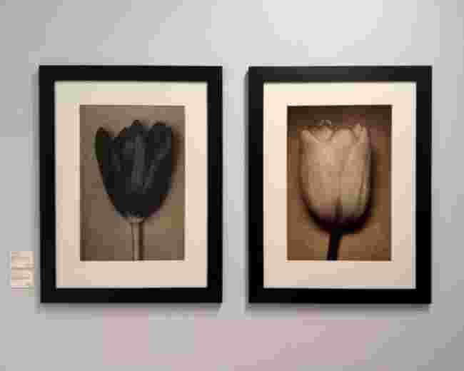 Tulips by Sheila METZNER